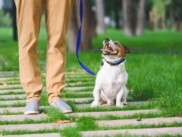 How to Teach Your Dog to Walk on a Leash