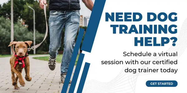 How to Teach Your Dog to Walk on a Leash