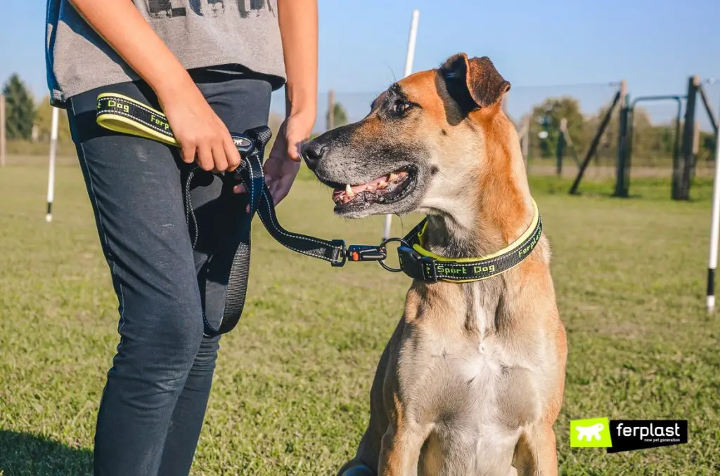 How to Teach Your Dog to Walk on a Leash