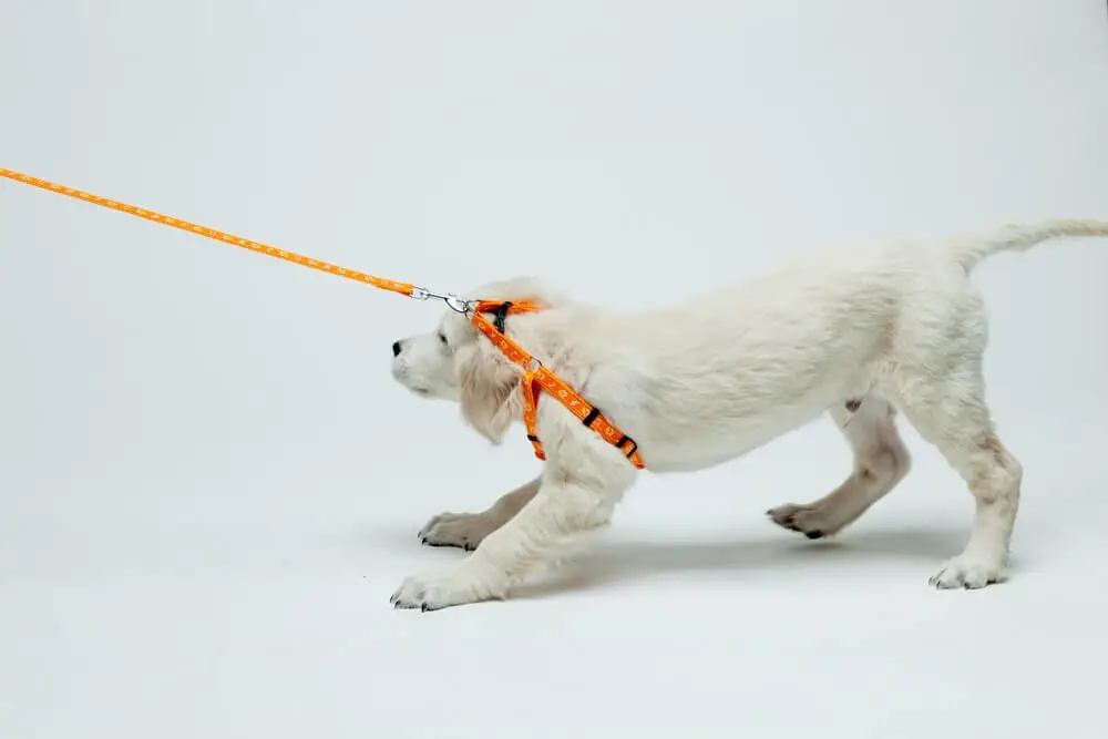 How to Teach Your Dog to Walk on a Leash