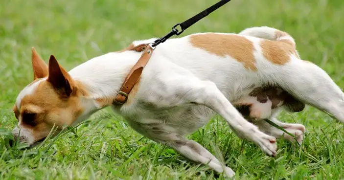 How to Teach Your Dog to Walk on a Leash