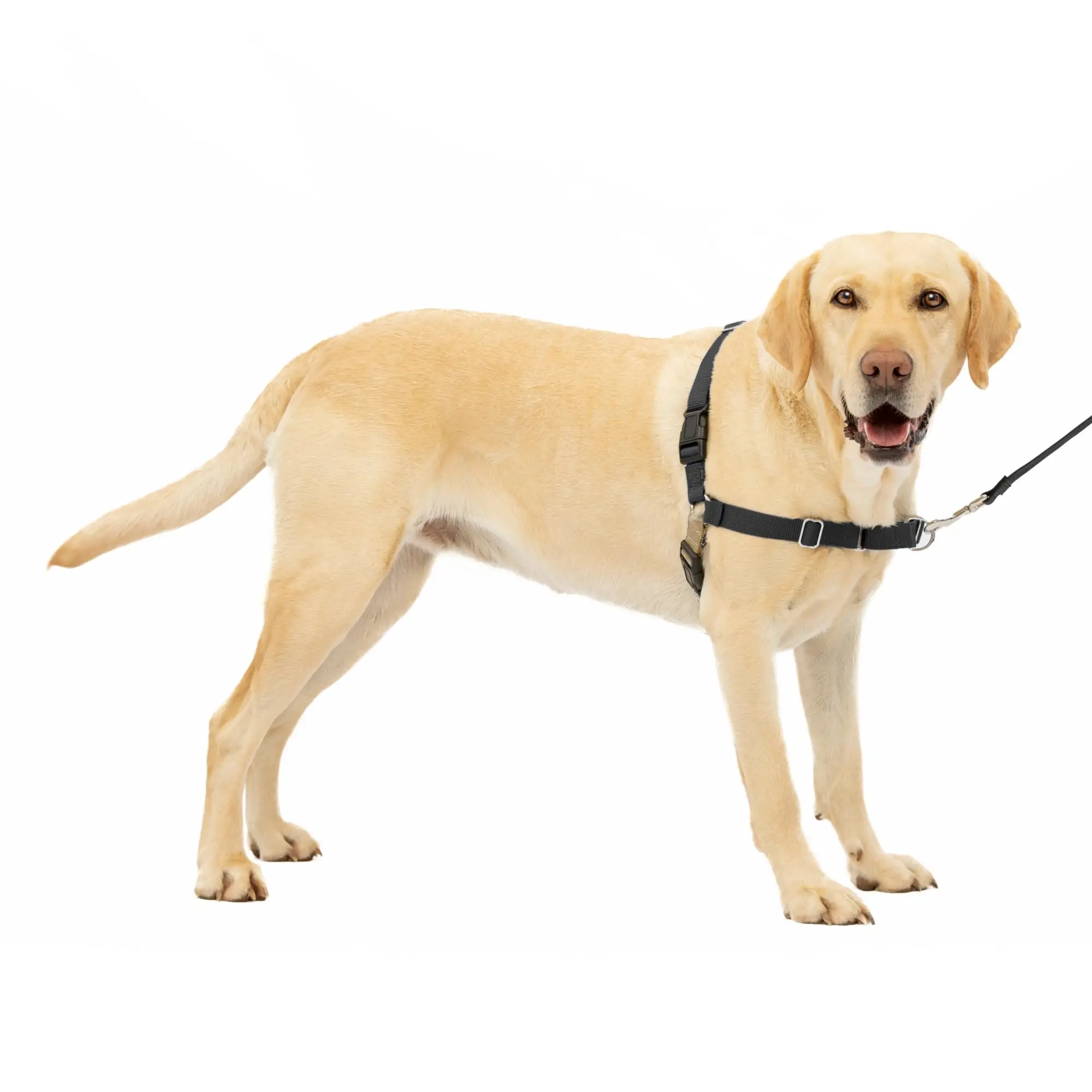 How to Teach Your Dog to Walk on a Leash