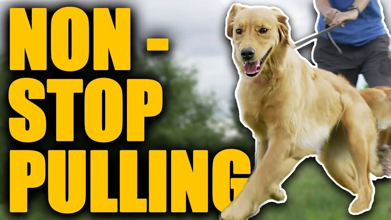 How to Teach Your Dog to Walk on a Leash