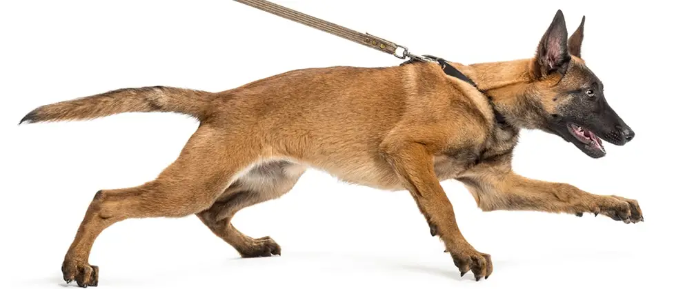 How to Teach Your Dog to Walk on a Leash