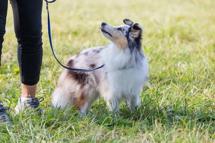 How to Teach Your Dog to Walk on a Leash