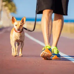 How to Teach Your Dog to Walk on a Leash