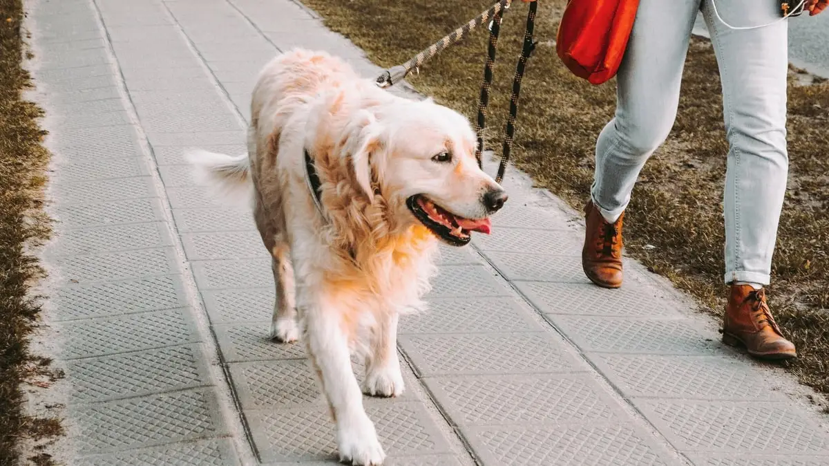 How to Teach Your Dog to Walk on a Leash