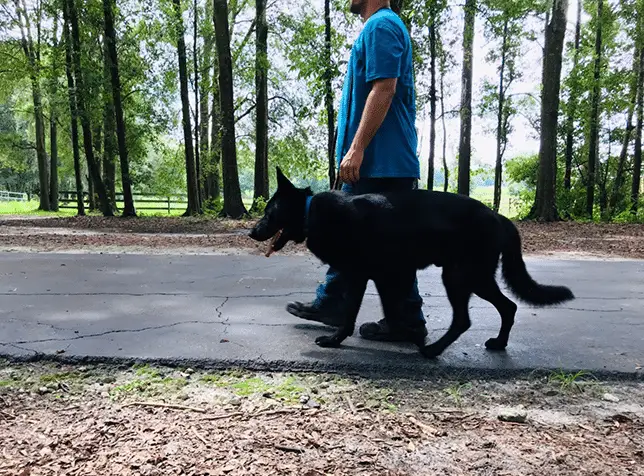 How to Teach Your Dog to Walk on a Leash