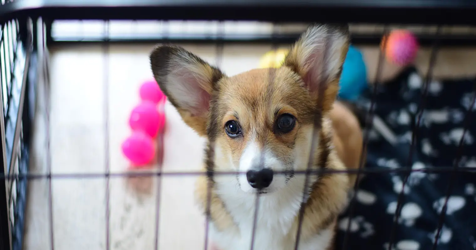 How Do You Stop a Dog From Whining?
