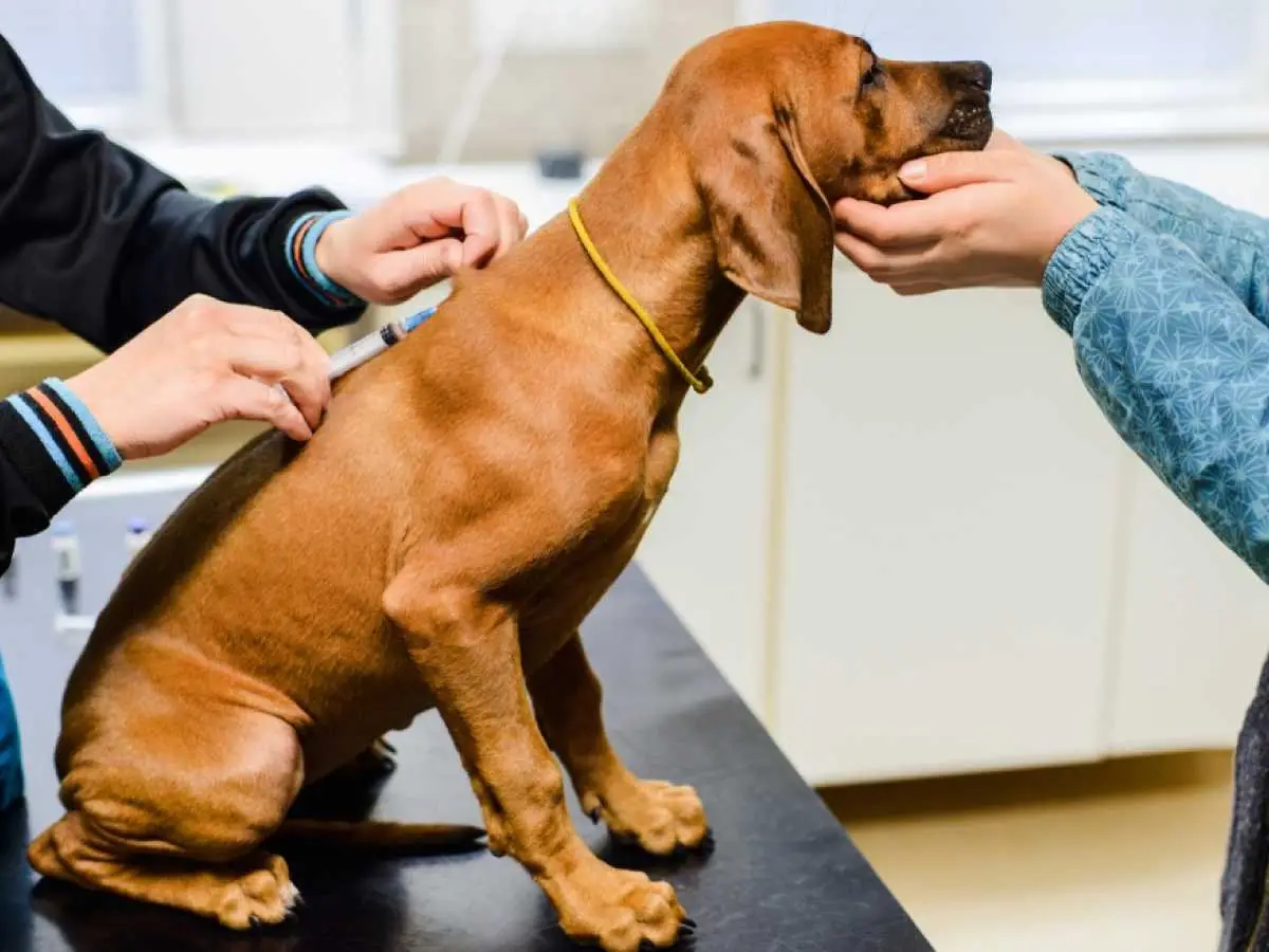 How Do You Stop a Dog From Whining?