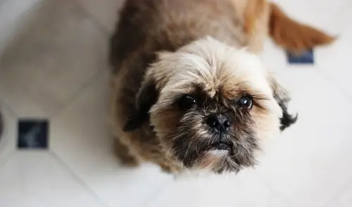 How Do You Stop a Dog From Whining?