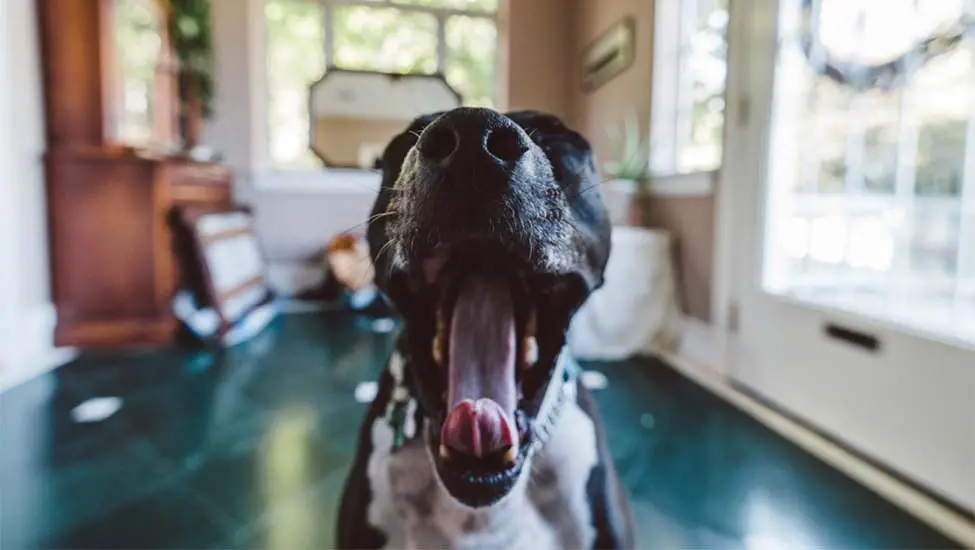 How Do You Stop a Dog From Whining?