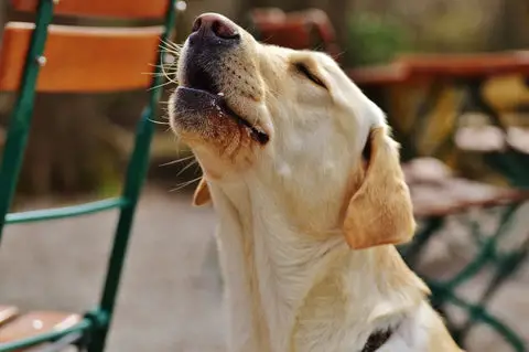 How Do You Stop a Dog From Whining?