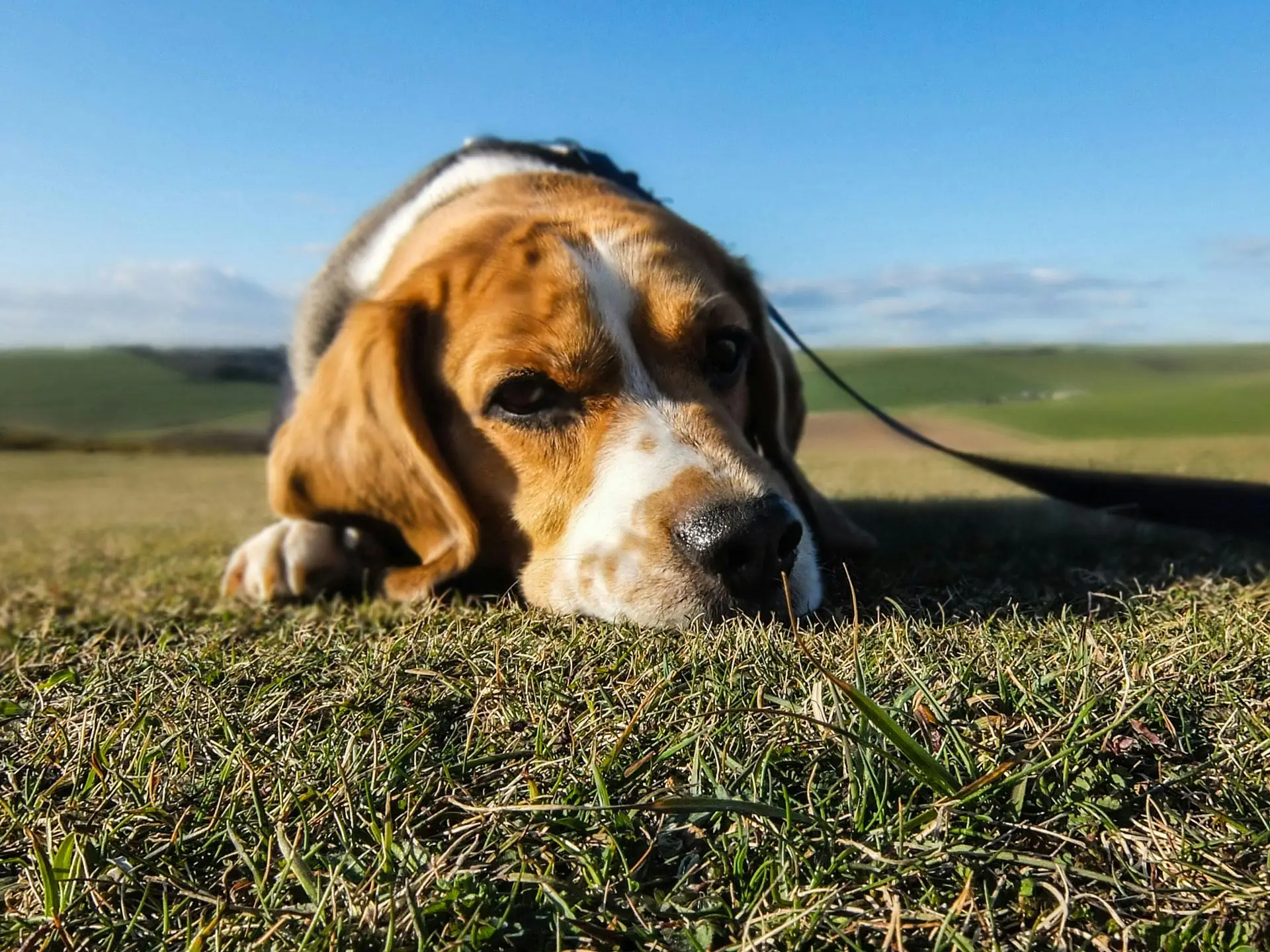 How Do You Stop a Dog From Whining?