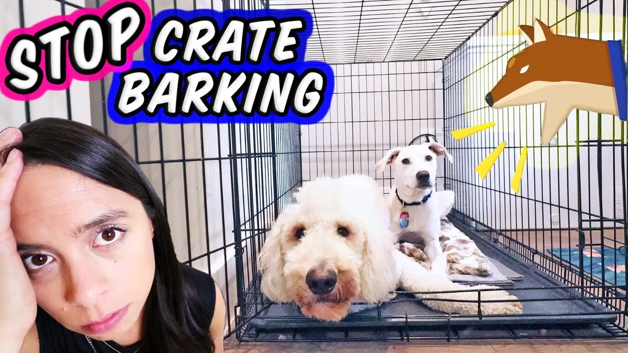 How Do You Stop a Dog From Whining?