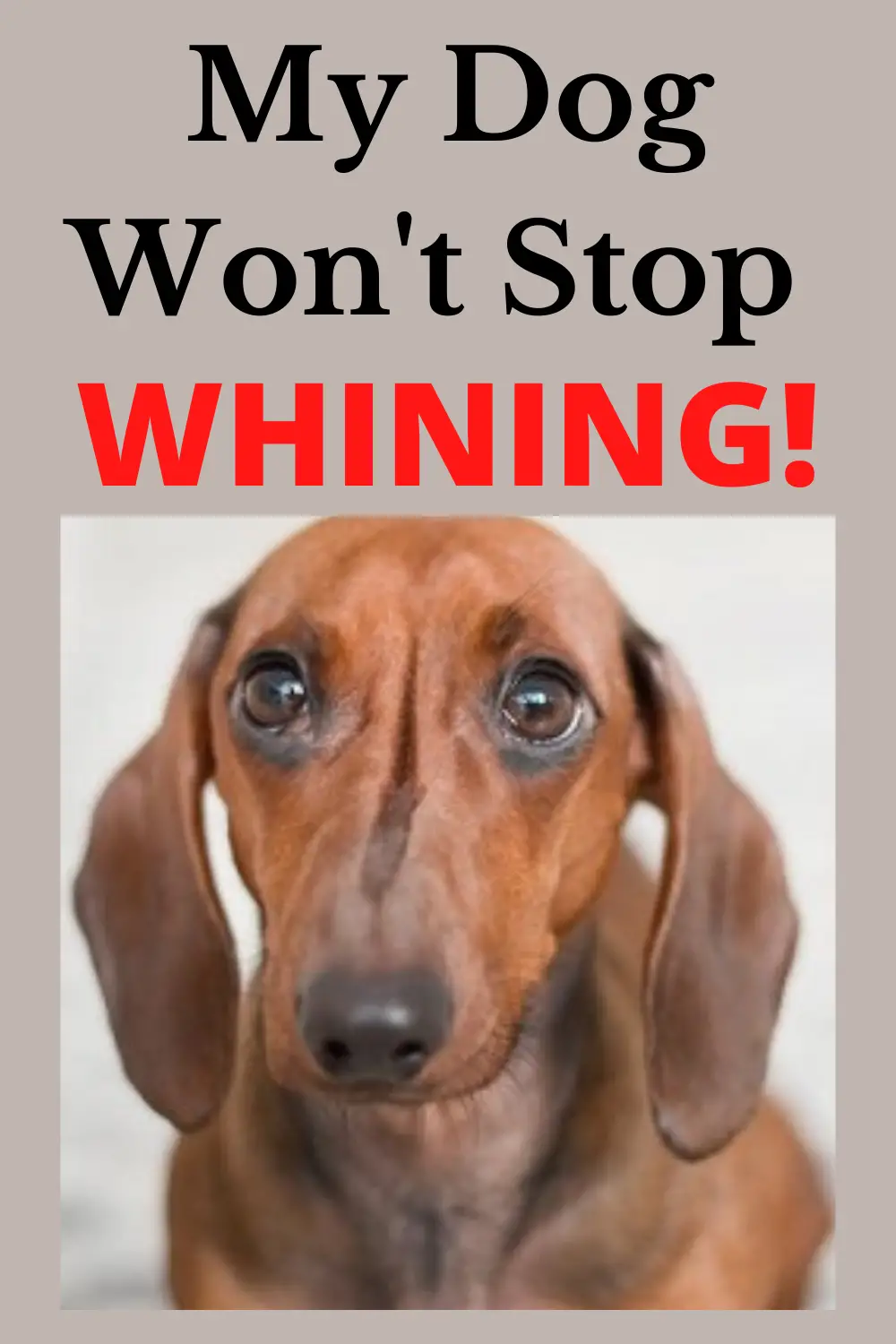 How Do You Stop a Dog From Whining?