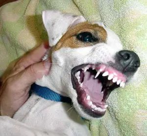 How to Teach a Puppy No Biting