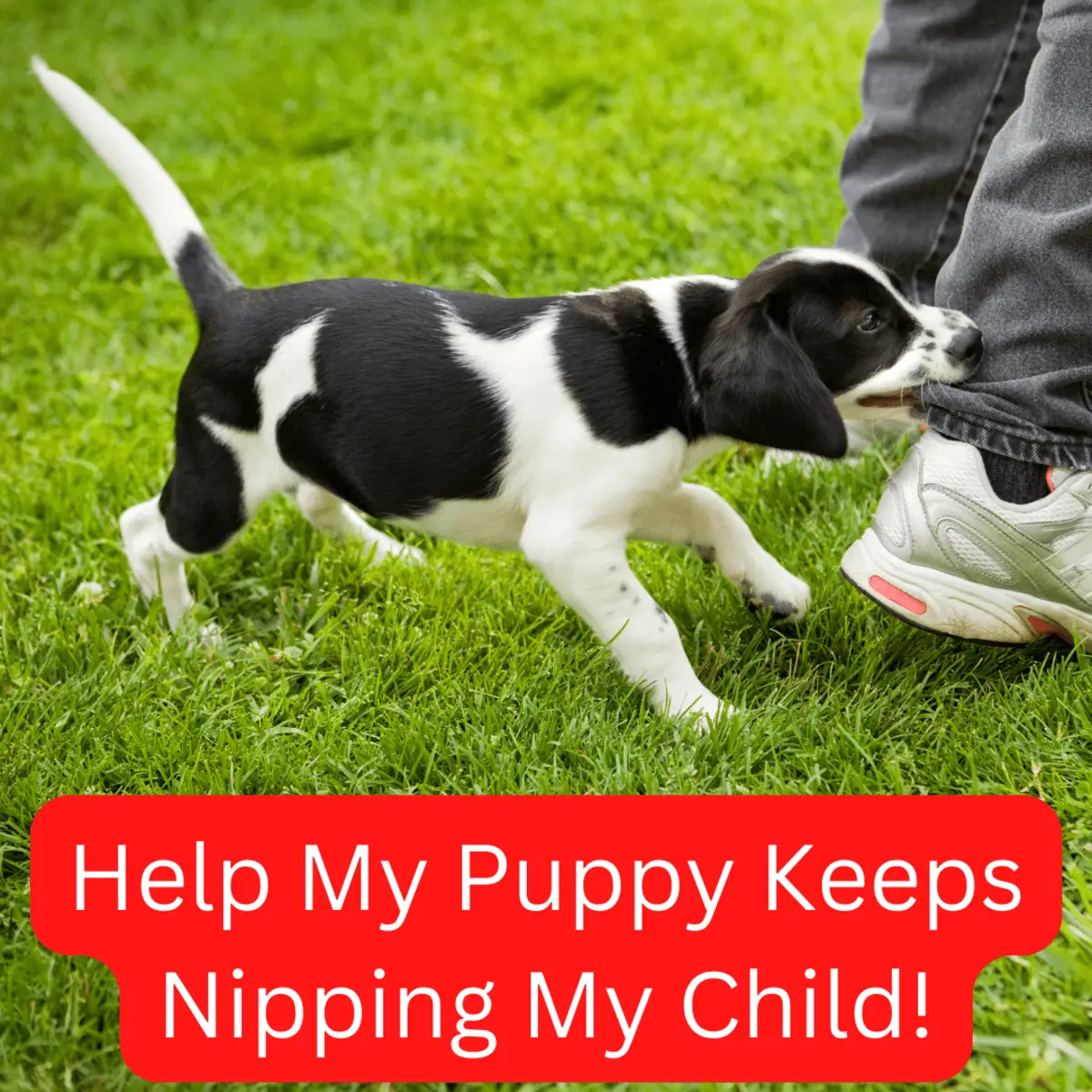 How to Teach a Puppy No Biting