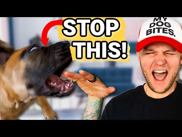 How to Teach a Puppy No Biting