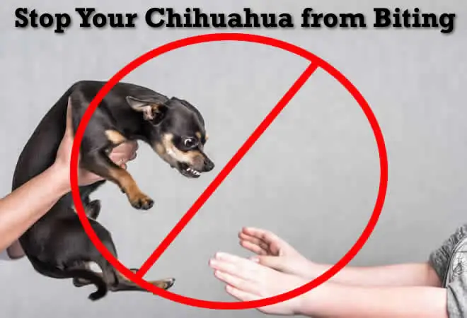 How to Teach a Puppy No Biting