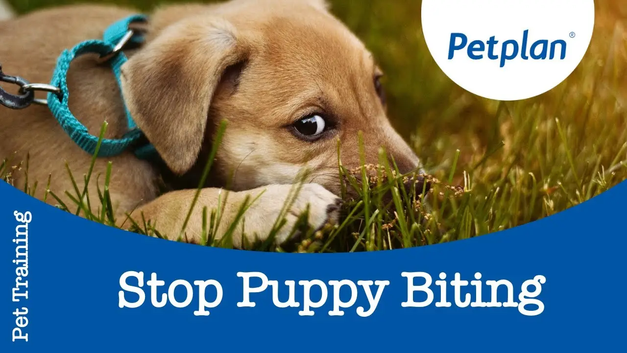 How to Teach a Puppy No Biting