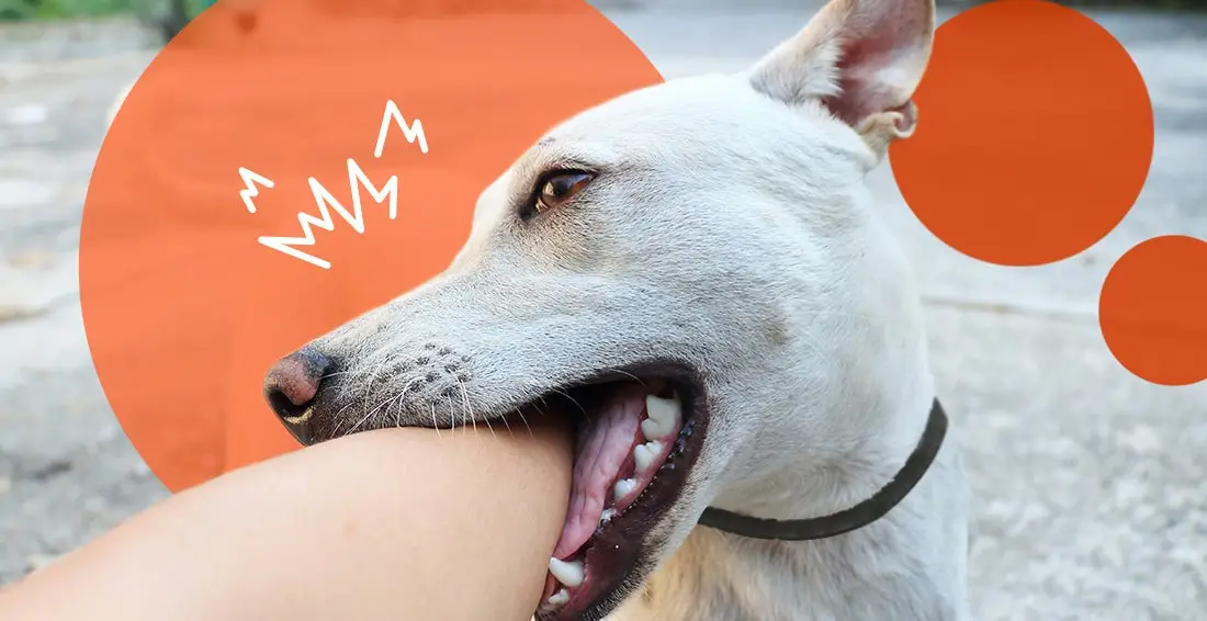 How to Teach a Puppy No Biting