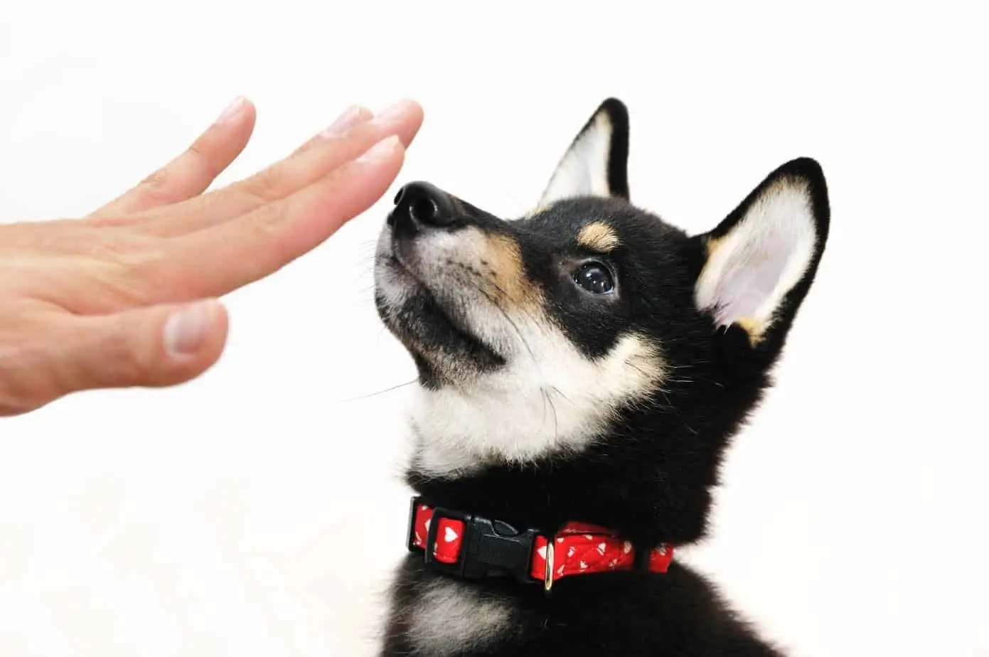 How to Teach a Puppy No Biting