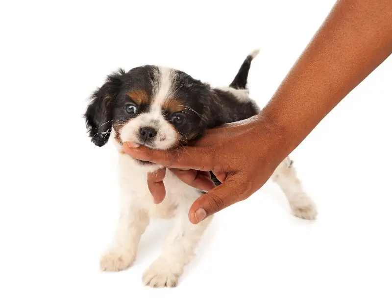 How to Teach a Puppy No Biting