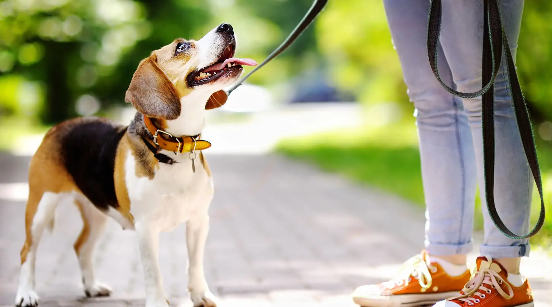 How to Teach a Puppy No Biting