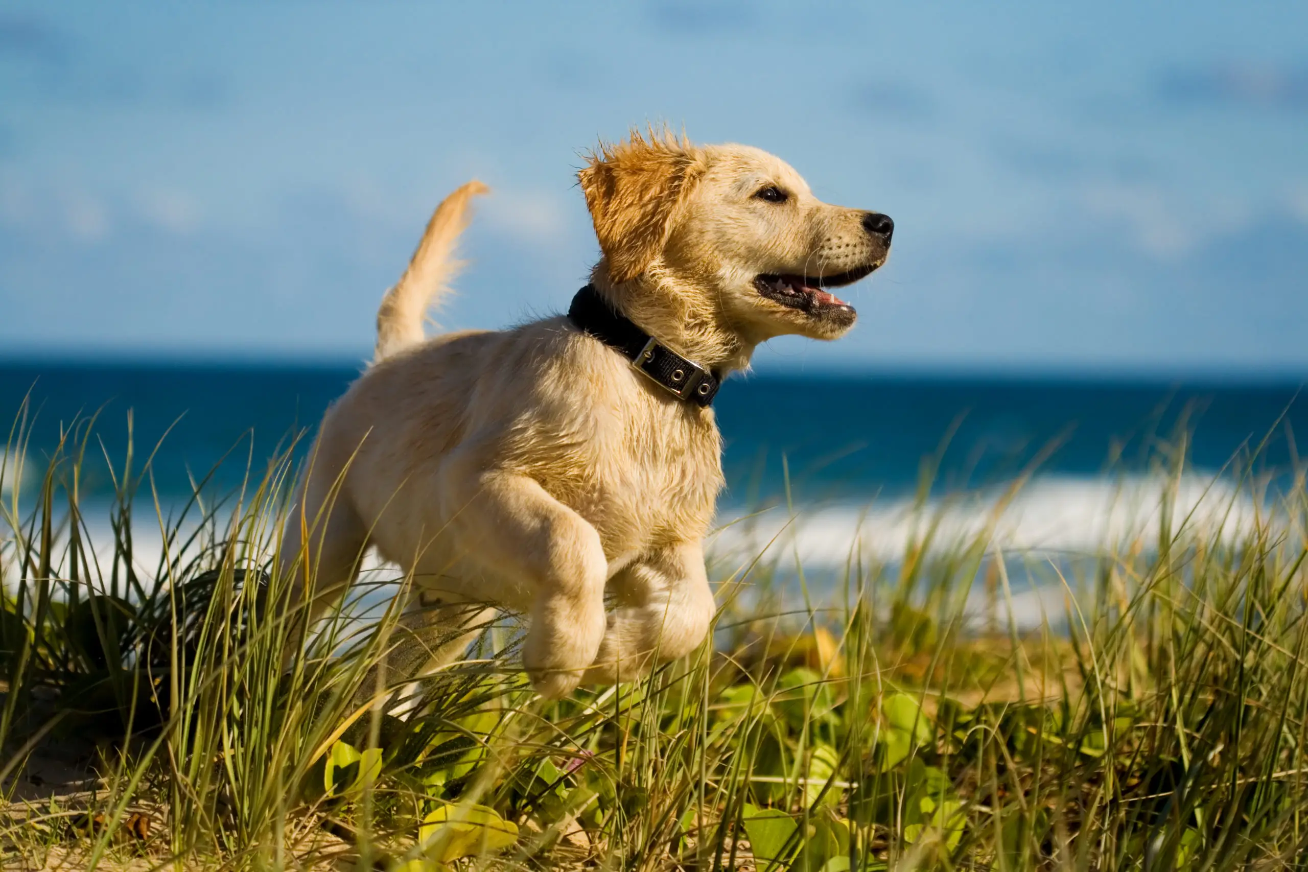 How to Teach a Puppy No Biting