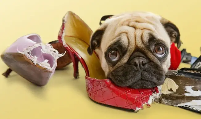 How to Teach a Puppy No Biting
