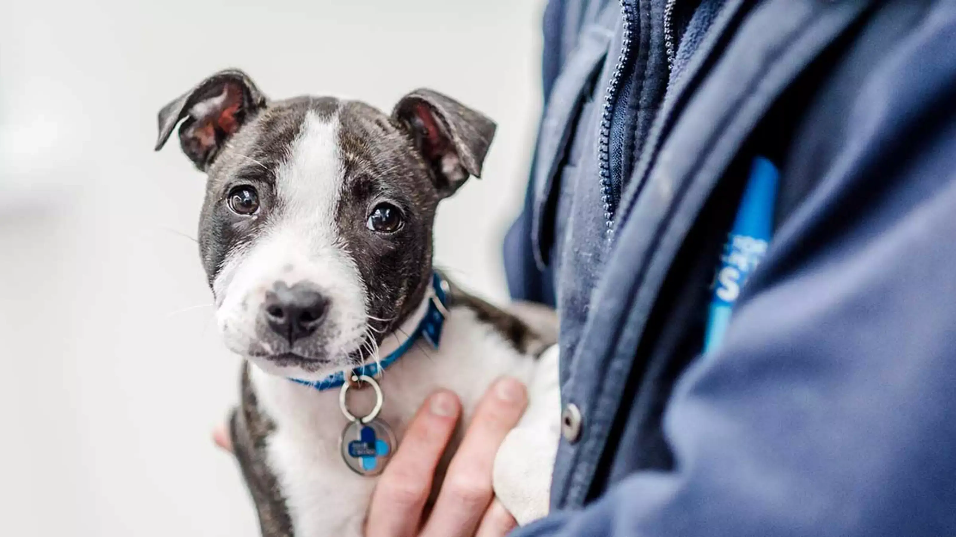 How to Teach a Puppy No Biting