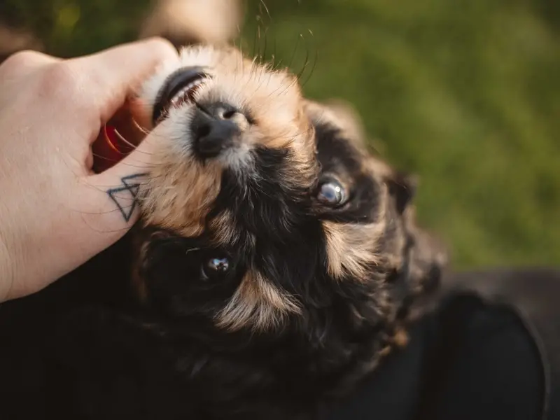 How to Teach a Puppy No Biting