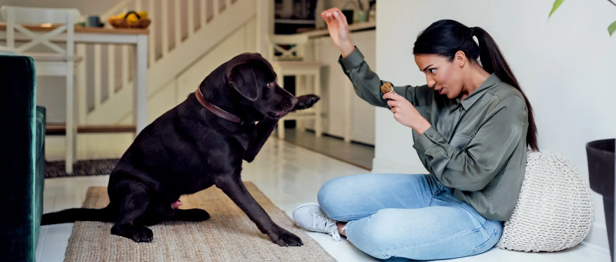 How to Teach a Puppy to Sit