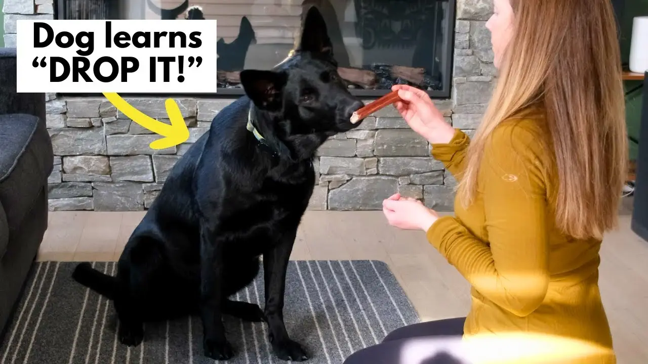 How to Teach a Puppy to Sit