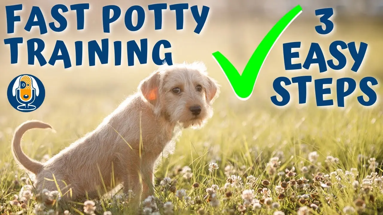 How to Teach a Puppy to Sit