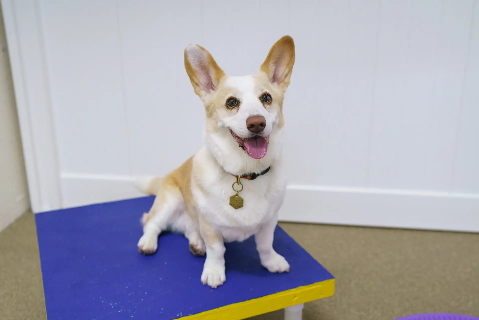 How to Teach a Puppy to Sit