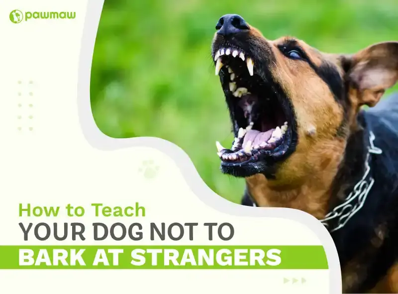 How to Teach a Puppy to Sit