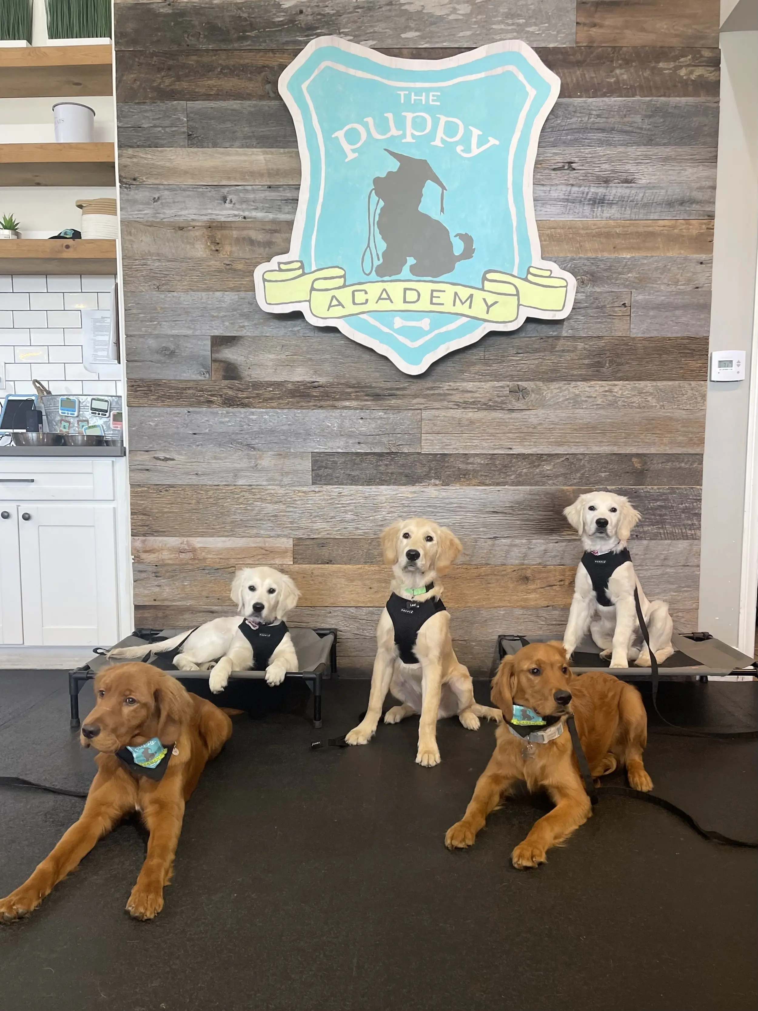 How to Teach a Puppy to Sit