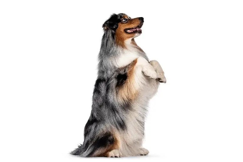 How to Teach a Puppy to Sit