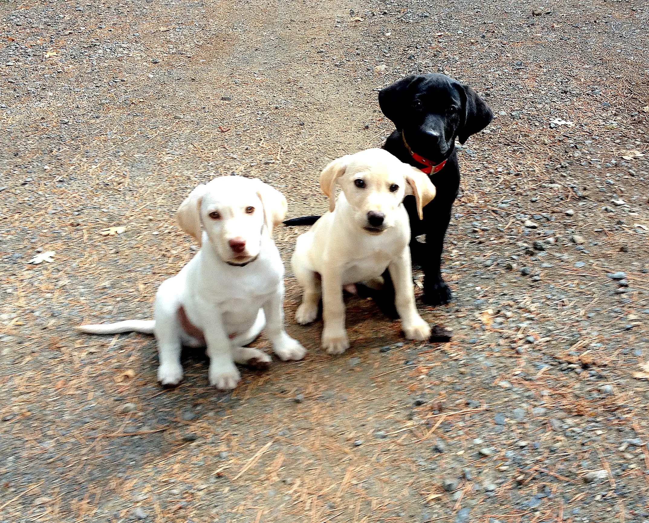 How to Teach a Puppy to Sit