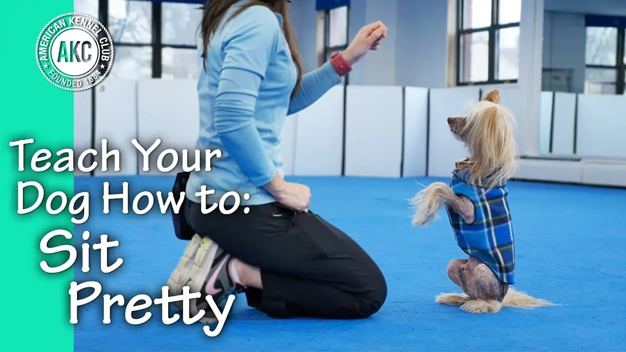 How to Teach a Puppy to Sit