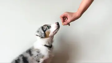 How to Teach a Puppy to Sit