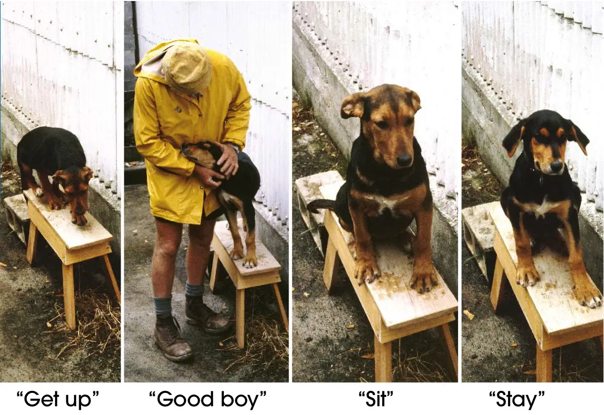 How to Teach a Puppy to Sit