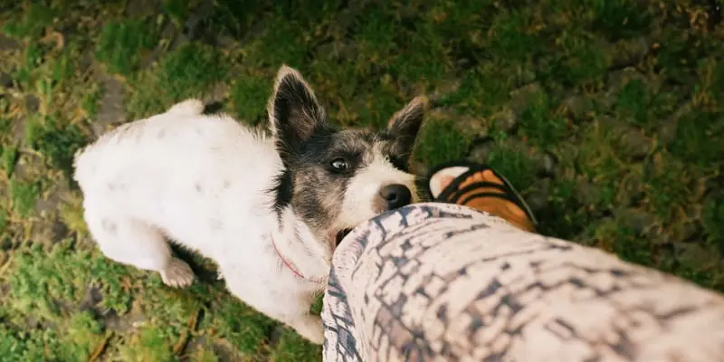 How Do You Stop Puppies from Biting?
