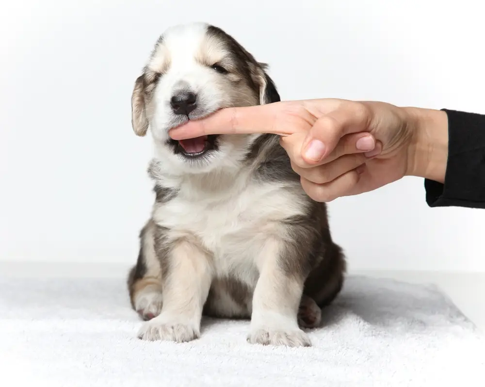 How Do You Stop Puppies from Biting?