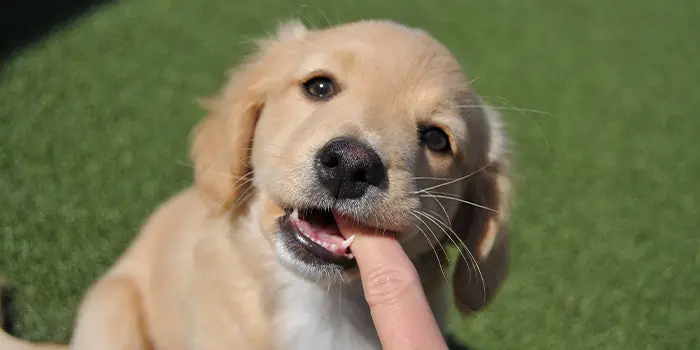 How Do You Stop Puppies from Biting?