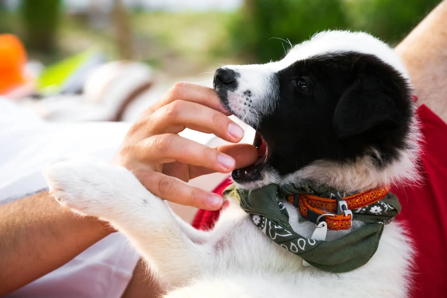 How Do You Stop Puppies from Biting?