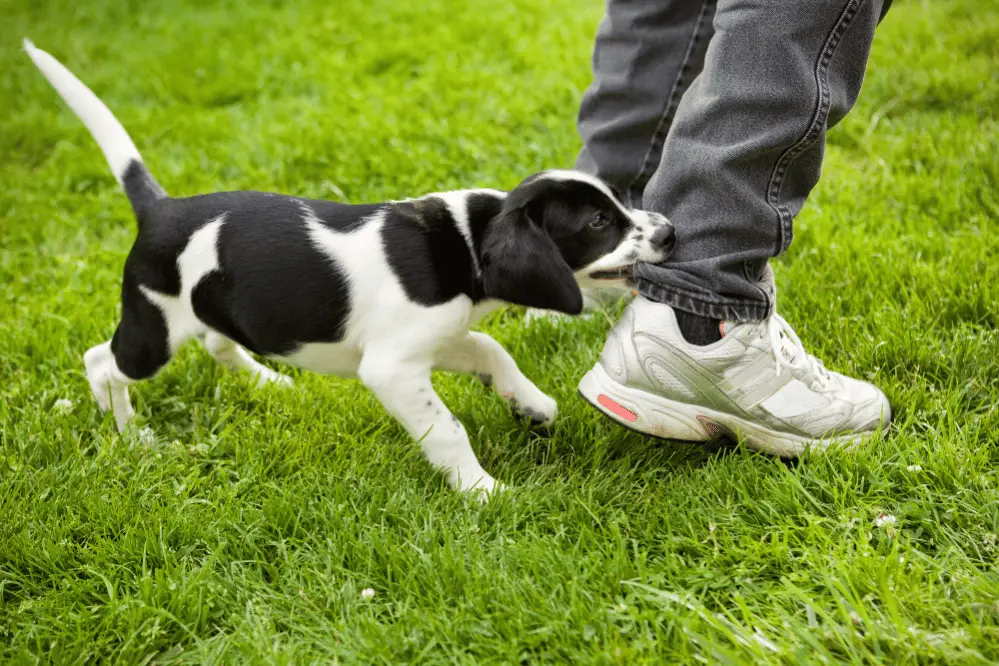 How Do You Stop Puppies from Biting?
