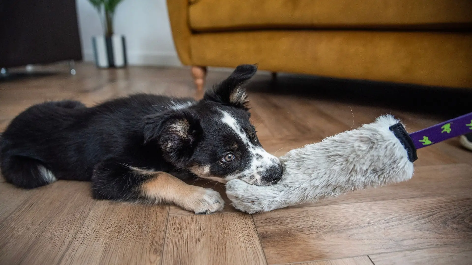 How Do You Stop Puppies from Biting?